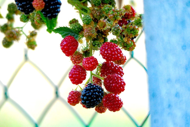 Photo vue rapprochée des fraises