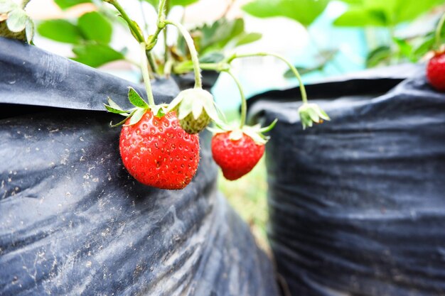 Photo vue rapprochée des fraises