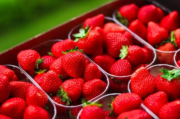 Photo vue rapprochée des fraises