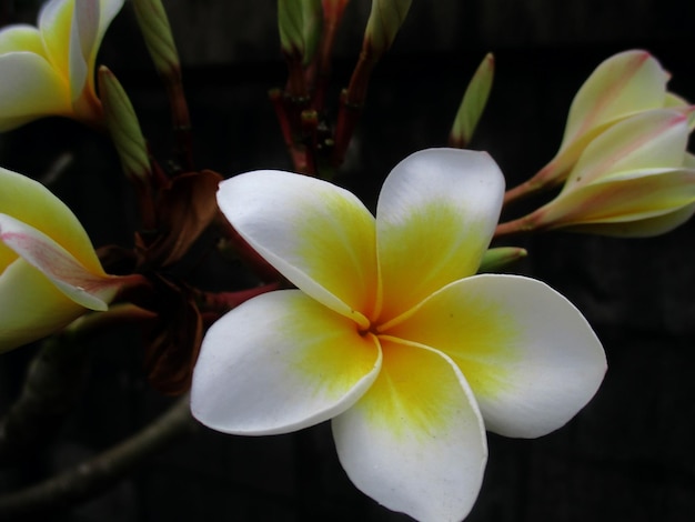 Photo vue rapprochée de la frangipani en fleurs à l'extérieur