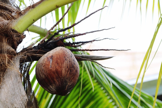 Photo vue rapprochée d'un fruit poussant sur un arbre contre le ciel