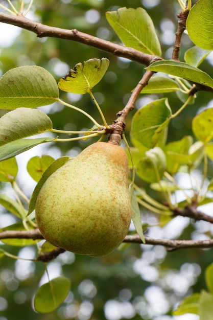 Photo vue rapprochée d'un fruit qui pousse sur un arbre