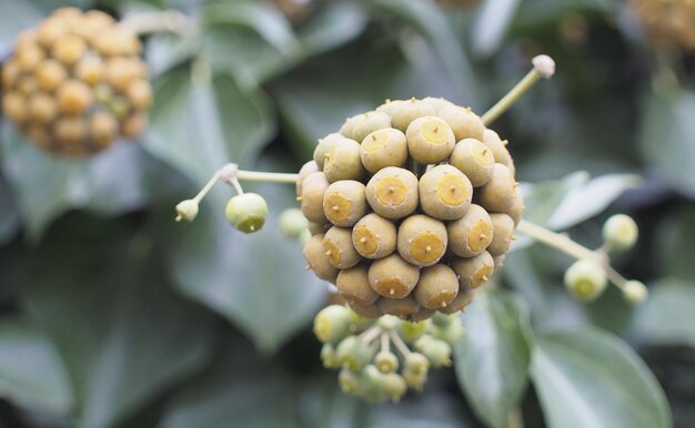 Photo vue rapprochée d'un fruit qui pousse sur un arbre