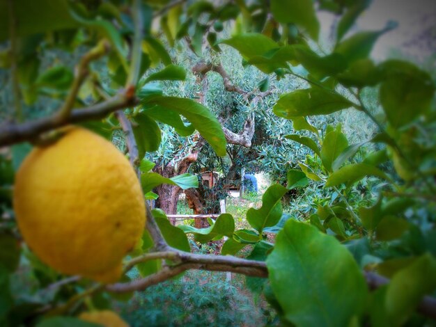 Photo vue rapprochée d'un fruit qui pousse sur un arbre