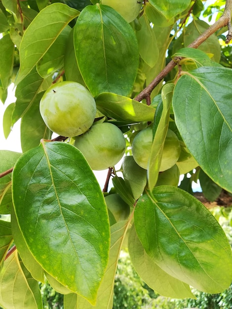 Vue rapprochée d'un fruit qui pousse sur un arbre