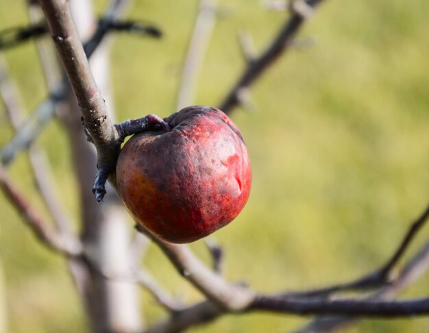 Vue rapprochée d'un fruit rouge sur un arbre