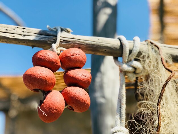 Photo vue rapprochée des fruits accrochés à une corde