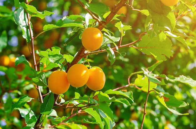 Vue rapprochée des fruits sur l'arbre