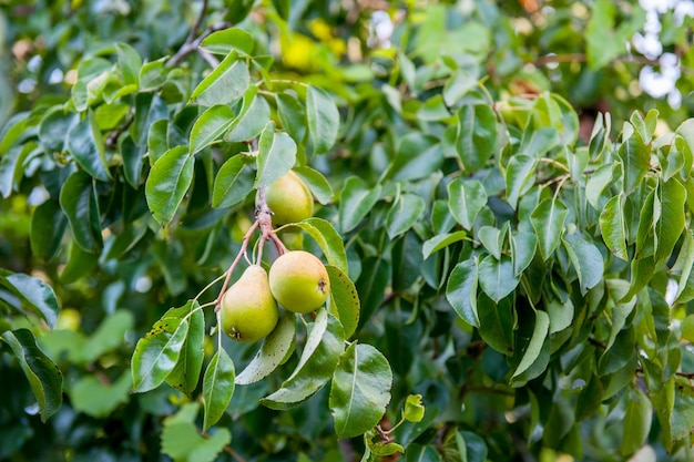Vue rapprochée des fruits sur l'arbre