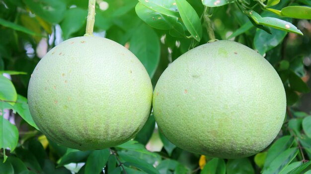 Photo vue rapprochée des fruits sur l'arbre