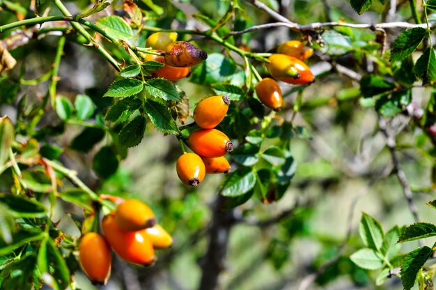 Vue rapprochée des fruits sur l'arbre