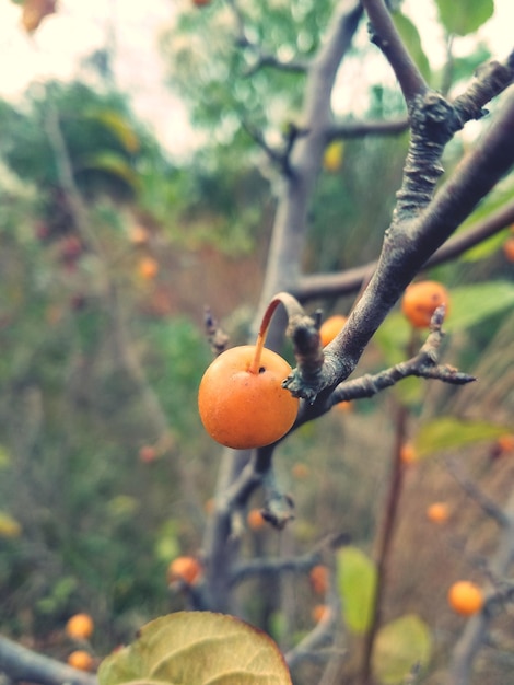 Photo vue rapprochée des fruits sur l'arbre