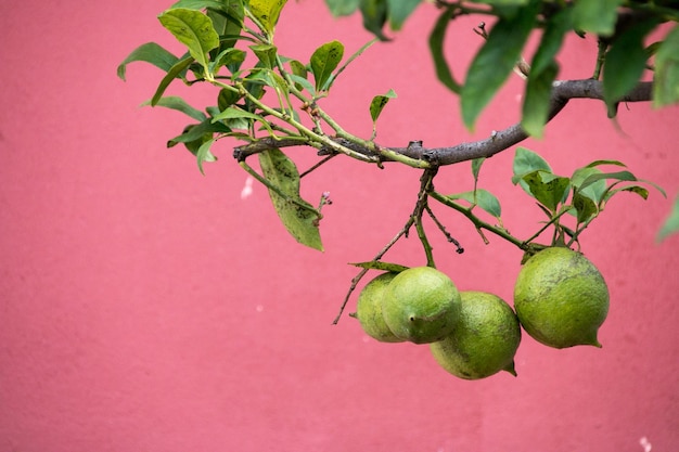 Photo vue rapprochée des fruits sur l'arbre