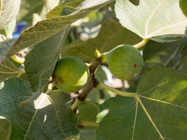 Photo vue rapprochée des fruits sur l'arbre