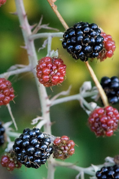 Photo vue rapprochée des fruits dans le bol