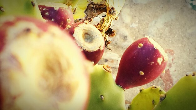 Photo vue rapprochée des fruits du dragon