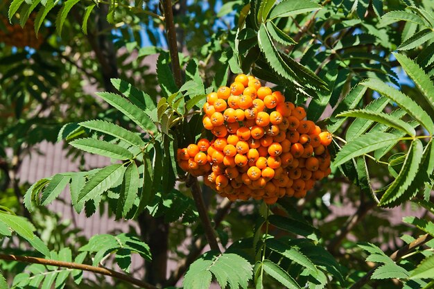 Photo vue rapprochée des fruits d'orange sur l'arbre