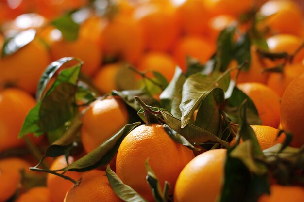 Photo vue rapprochée des fruits d'orange sur l'arbre