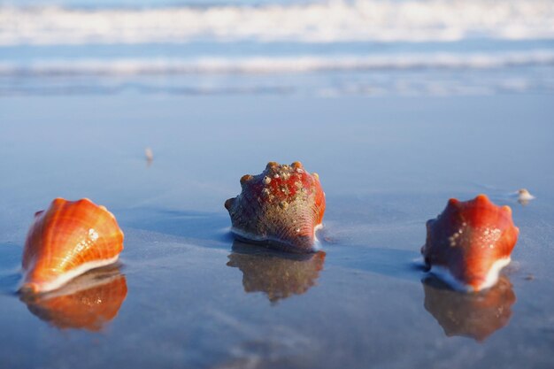 Photo vue rapprochée des fruits sur la plage