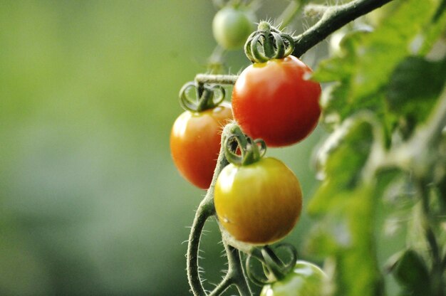 Photo vue rapprochée des fruits sur la plante