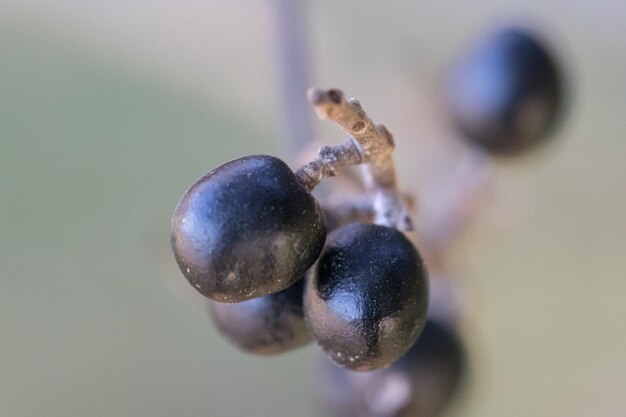 Photo vue rapprochée des fruits sur la plante