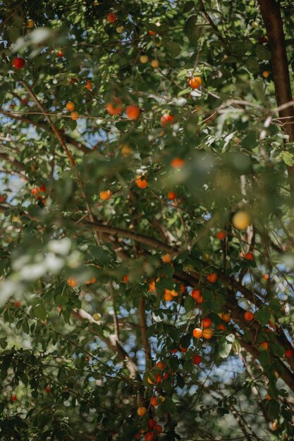 Photo vue rapprochée des fruits qui poussent sur l'arbre