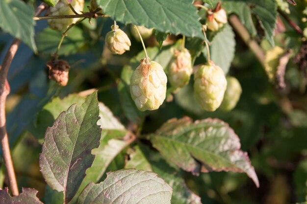 Vue rapprochée des fruits qui poussent sur l'arbre