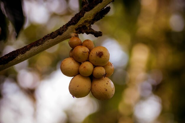 Photo vue rapprochée des fruits qui poussent sur l'arbre