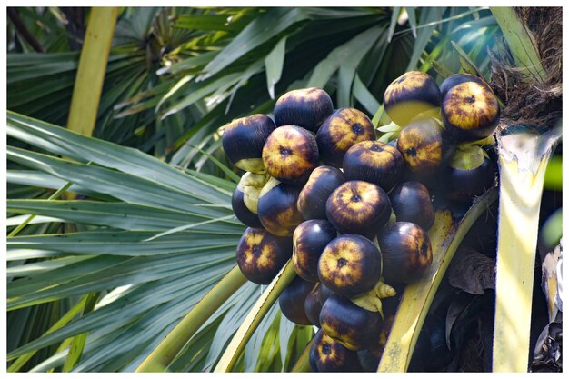 Photo vue rapprochée des fruits qui poussent sur l'arbre