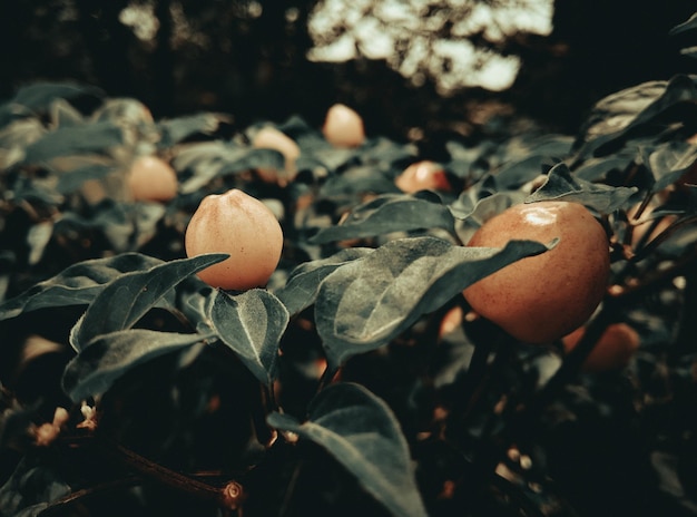 Photo vue rapprochée des fruits qui poussent sur le champ