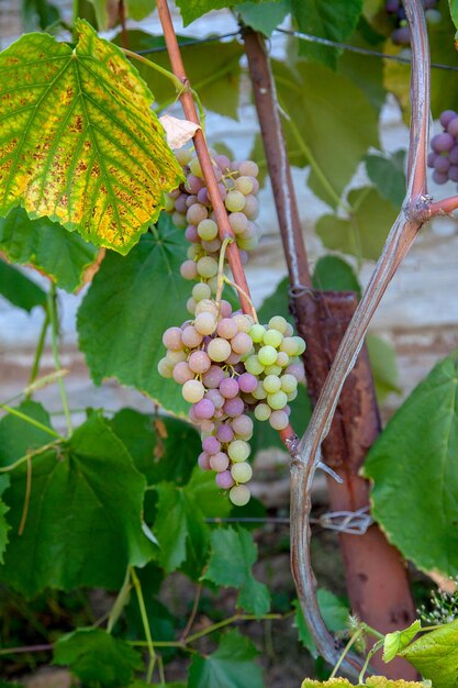 Photo vue rapprochée des fruits qui poussent dans la vigne