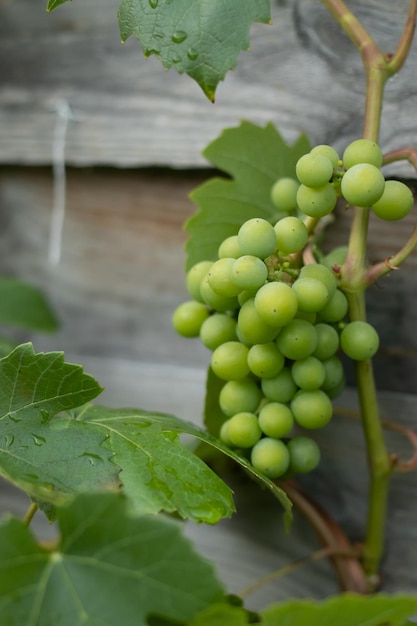 Vue rapprochée des fruits qui poussent sur la plante