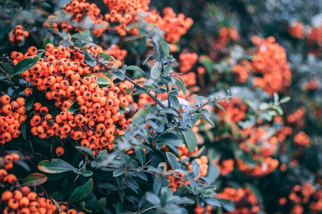 Photo vue rapprochée des fruits qui poussent sur les plantes