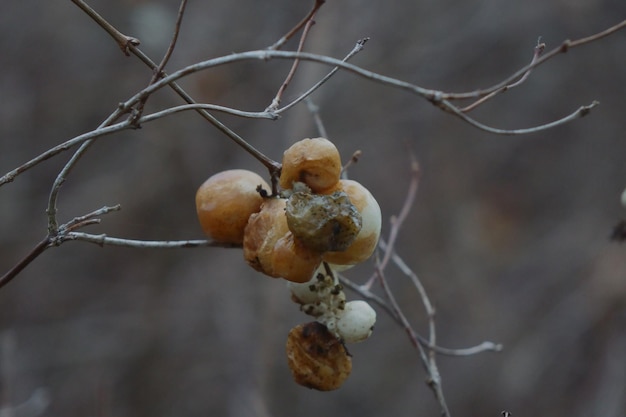Photo vue rapprochée des fruits secs sur l'arbre