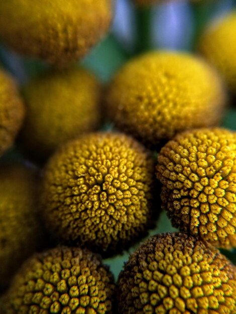 Photo vue rapprochée des fruits