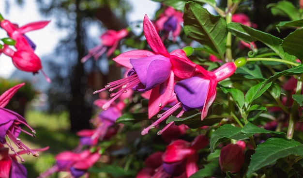 Vue rapprochée d'un fuchsia hybrida dans un jardin botanique