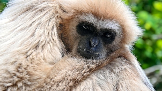 Une vue rapprochée d'un gibbon