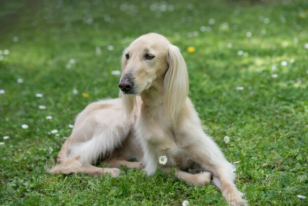 Photo vue rapprochée d'un golden retriever assis sur un champ