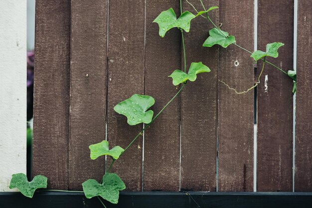 Photo vue rapprochée de la gourde de lierre qui pousse sur le mur