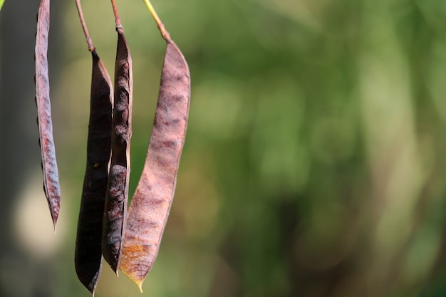 Vue rapprochée des gousses de Caesalpinia pulcherrima.