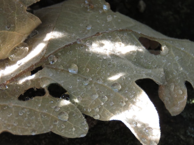 Photo vue rapprochée d'une goutte d'eau sur une feuille