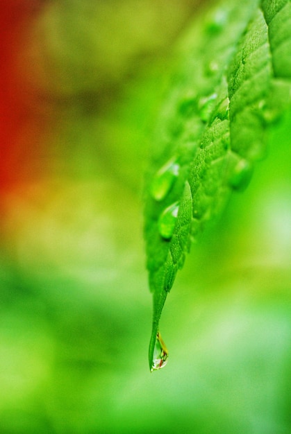 Photo vue rapprochée d'une goutte d'eau sur une feuille