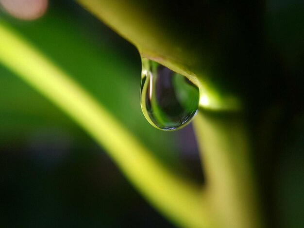 Photo vue rapprochée d'une goutte d'eau sur une feuille