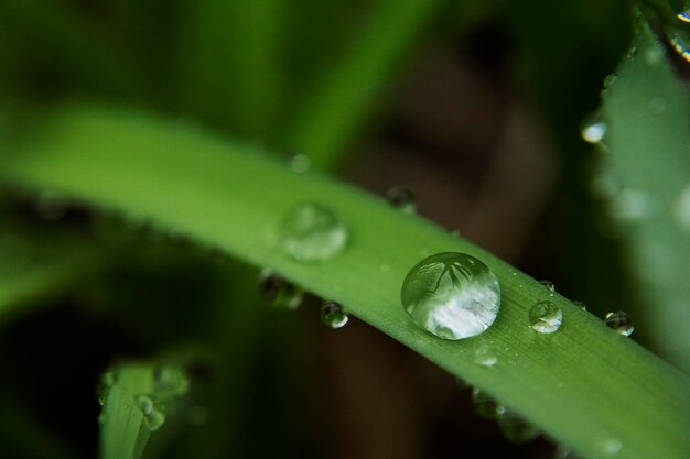 Vue rapprochée d'une goutte d'eau sur l'herbe