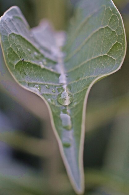 Photo vue rapprochée d'une goutte de pluie sur une feuille