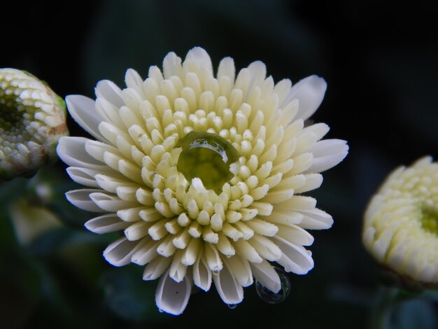 Photo vue rapprochée de la goutte de rosée sur le chrysanthème blanc