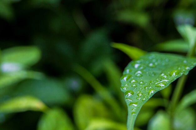 Photo vue rapprochée des gouttelettes sur la feuille verte dans le jardin