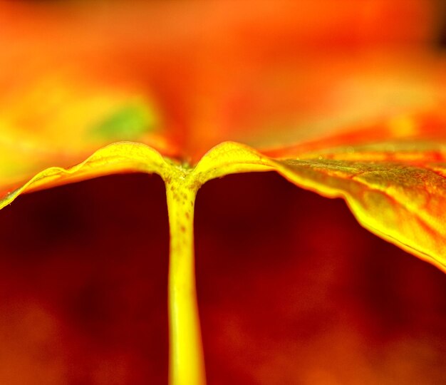 Vue rapprochée des gouttes d'eau sur une feuille rouge