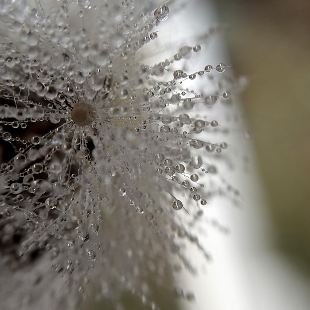 Photo vue rapprochée des gouttes d'eau sur la feuille