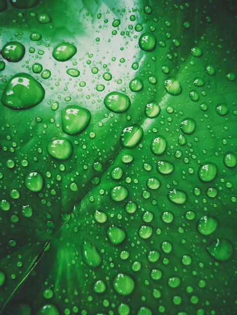 Photo vue rapprochée des gouttes d'eau sur la feuille